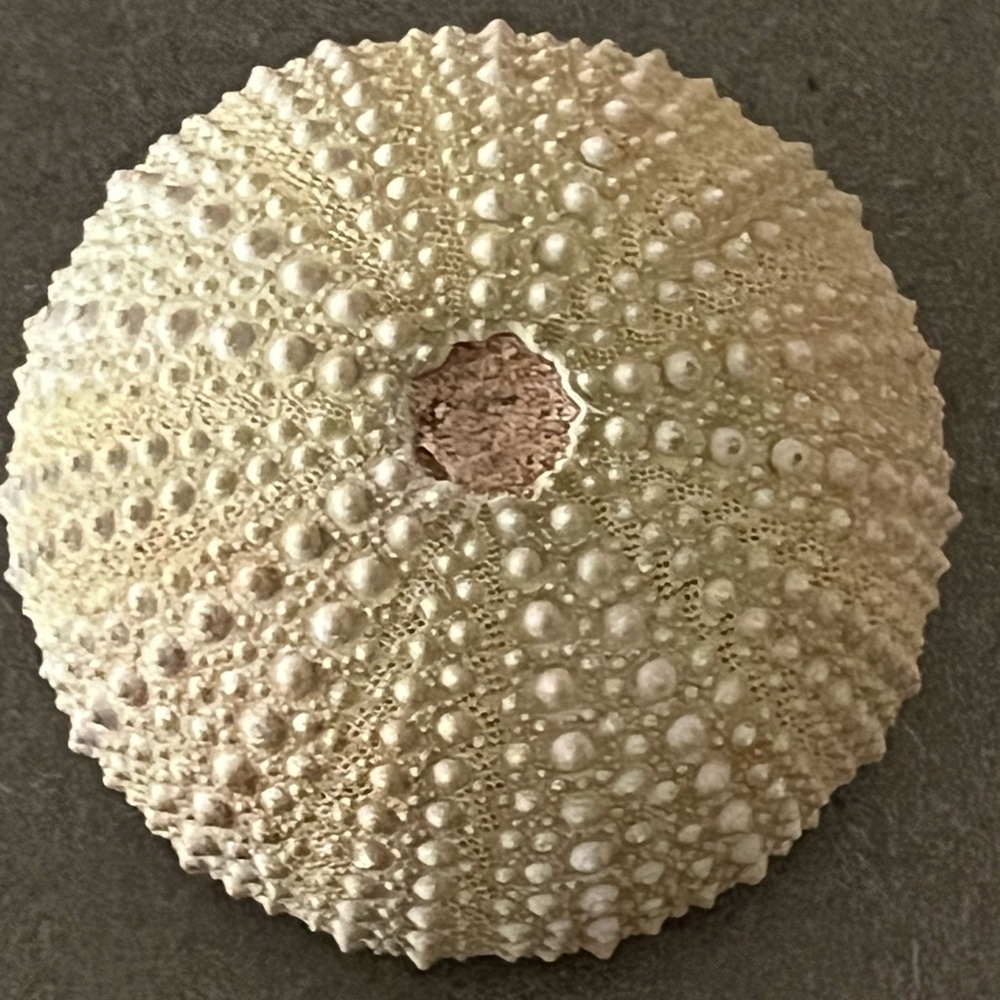 Fossilized Sea Urchin Echinoderm Specimen.